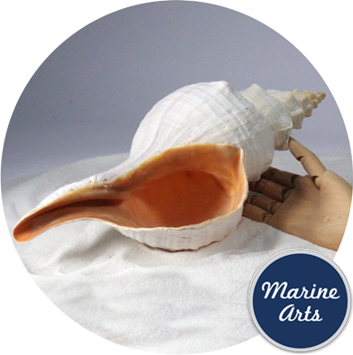 8880 - Horse Conch 35-40cm